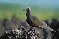 Noddi brun (Anous stolidus) - Lague de Caleta Tortuga Negra - ïle de Santa Cruz - Galapagos Ref:36940